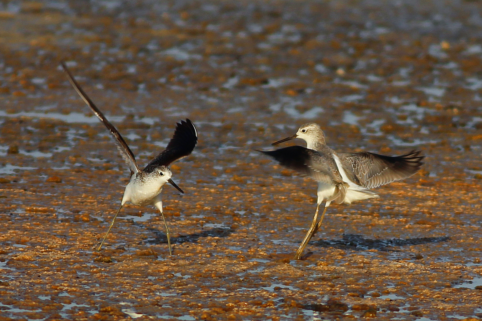 Marsh Sandpiper